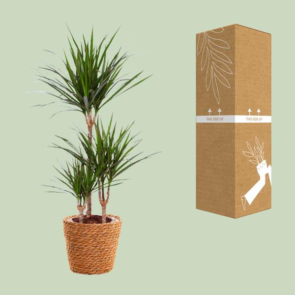 Drachenbaum - Dracaena Marginata - ↕ 95 cm - Ø 21 cm | inkl. Topf Natur