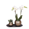 Nachtfalterorchidee - ↕ 35 cm - Ø 9 cm | 2er-Set Home Hub grau klein mit kupferfarbenen Deko-Töpfen & schwarzem Tablett