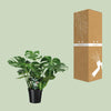 Fensterblatt - Monstera Deliciosa - ↕ 65 cm - Ø 21 cm