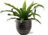 Nestfarn – Asplenium Antiquum – ↕ 25 cm – Ø 12 cm | Beau Übertopf Schwarz – ↕ 13 cm – Ø 14 cm