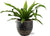 Nestfarn – Asplenium Antiquum – ↕ 25 cm – Ø 12 cm | Beau Übertopf Schwarz – ↕ 13 cm – Ø 14 cm