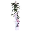 Rose - Rosa Crazy in Love Pink – ↕ 65 cm – Ø 15 cm