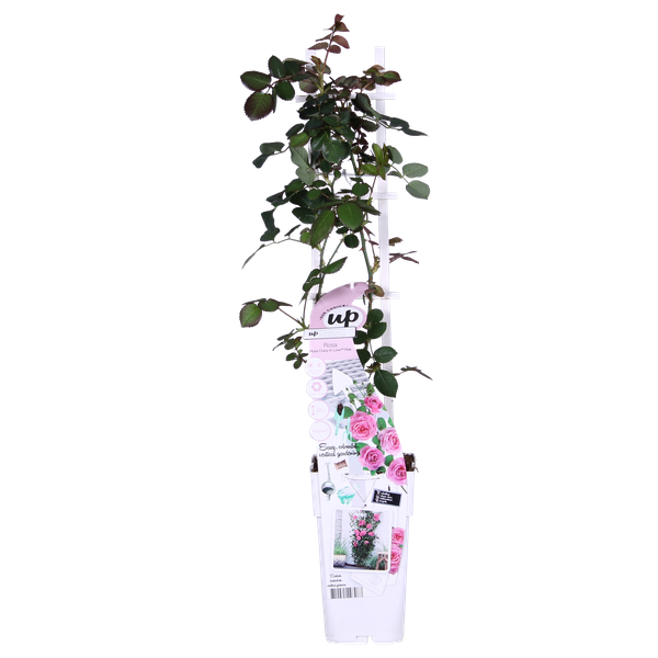 Rose - Rosa Crazy in Love Pink – ↕ 65 cm – Ø 15 cm