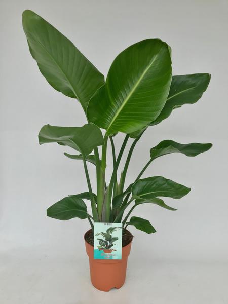 Strelitzia Nicolai - ↕ 95 cm - Ø 19 cm