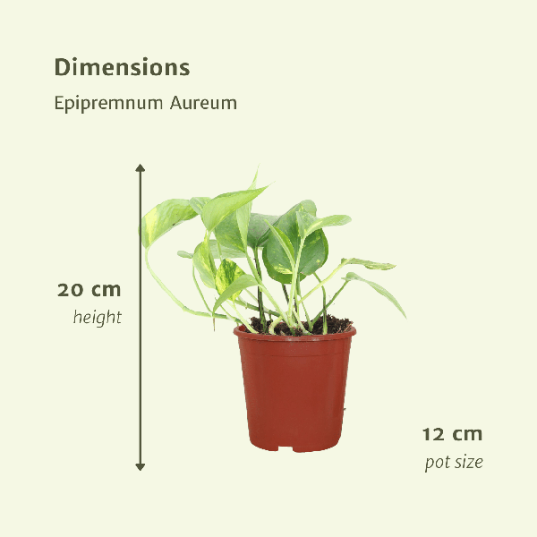2x Goldene Efeutute - Epipremnum Aureum - ↕ 20 cm - ø 12 cm