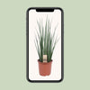 Bogenhanf - Sansevieria Mikado - ↕ 70 cm - Ø 19 cm