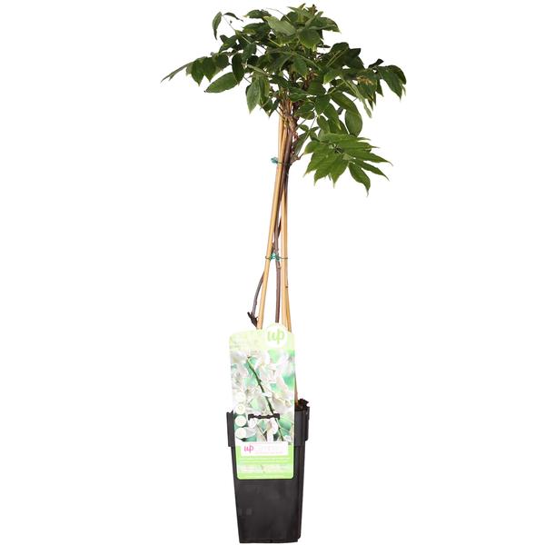 Blauregen – Wisteria floribunda Longissima Alba – ↕ 65 cm – Ø 15 cm