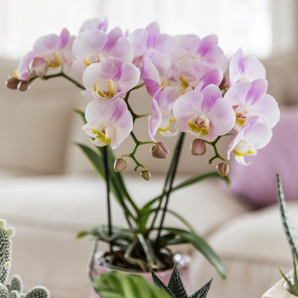 Nachtfalterorchidee - Phalaenopsis Portugal Rosa - ↕ 40 cm - Ø 9 cm