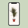 Drachenbaum - Dracaena Bicolor - ↕ 75 cm - Ø 17 cm