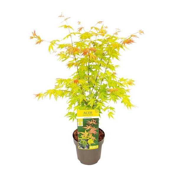 Fächerahorn – Acer palmatum Orange Dream – ↕ 50 cm – Ø 19 cm
