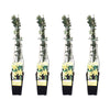 4x Winterjasmin – Jasminum nudiflorum – ↕ 65 cm – Ø 15 cm