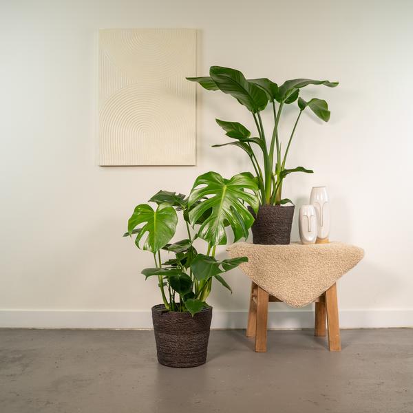 Strelitzia Nicolai - ↕ 85 cm - Ø 19 cm + Monstera Deliciosa - ↕ 75 cm - Ø 21 cm