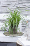 Japan-Segge – Carex morrowii Ice Dance – ↕ 30 cm – Ø 14 cm