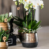 Nachtfalterorchidee - gelb rote Phalaenopsis Orchidee - ↕ 40 cm - Ø 9 cm | Elite Kupfer Topf