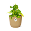 Philodendron Scandens Brasil - ↕ ca. 20 cm - Ø 14 cm | ELHO Vibes Fold Übertopf gelb