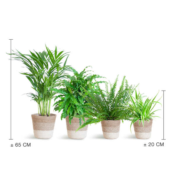 4x Haustierfreundliche Zimmerpflanzen - Calathea, Krulvaren, Goldpalme & Grünlilie - ↕ 25–50 cm - Ø 12 cm | inkl. Jute-Korb Lissabon & Terima Kasih