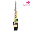 Winterjasmin – Jasminum nudiflorum – ↕ 65 cm – Ø 15 cm