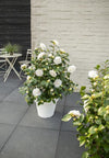 Kamelie – Camellia japonica Nuccio's Gem – ↕ 65 cm – Ø 19 cm