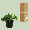 Philodendron Scandens - ↕ 20 cm - Ø 12
