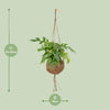 Fensterblatt - Monstera Minima - ↕ 25 cm - Ø 15 cm | Kokodama Hängetopf