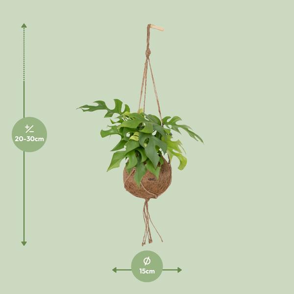 Fensterblatt - Monstera Minima - ↕ 25 cm - Ø 15 cm | Kokodama Hängetopf