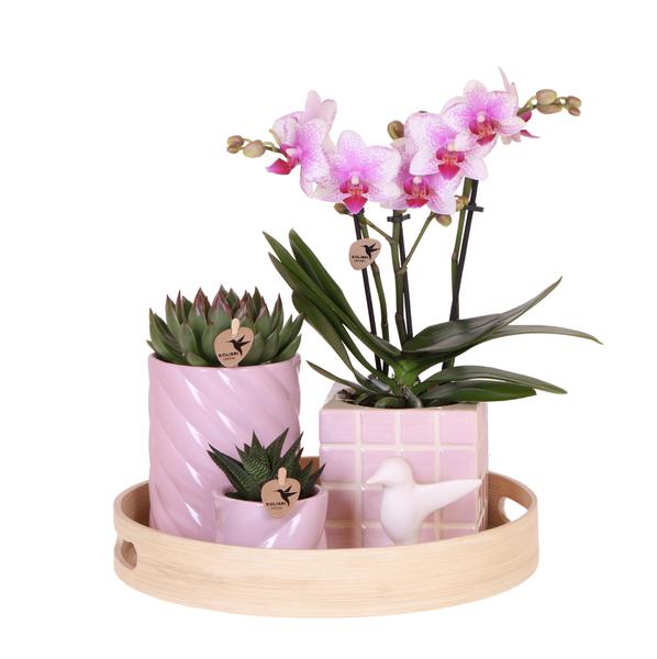 Nachtfalterorchidee - 3er-Geschenkset Bunter Optimismus - inkl. keramischen Ziertöpfen