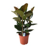 Gummibaum - Ficus Elastica Robusta - ↕ 80 cm - Ø 27 cm