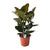 Gummibaum - Ficus Elastica Robusta - ↕ 80 cm - Ø 27 cm