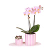 Nachtfalterorchidee - 2er-Geschenkset Mediterranean Sunset - auf weißem organischen Tablett