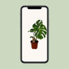Fensterblatt - Monstera Variegata - ↕ 55 cm - Ø 14 cm