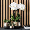 Nachtfalterorchidee - gelb rote Phalaenopsis Orchidee - ↕ 40 cm - Ø 9 cm | Elite Kupfer Topf