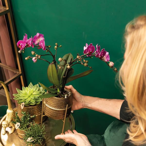 Nachtfalterorchidee - Phalaenopsis - ↕ 35 cm - Ø 9 cm | im goldenen Groove-Ziertopf