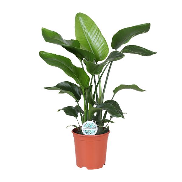 Baumstrelitzie – Strelitzia nicolai