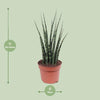 Sansevieria Fernwood Mikado - ↕ 40 cm - Ø 12 cm