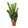 Glücksfeder - Zamioculcas Zamiifolia - ↕ 95 cm - Ø 21 cm