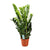 Glücksfeder - Zamioculcas Zamiifolia - ↕ 95 cm - Ø 21 cm