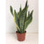 Bogenhanf - Sansevieria Futura Superba - ↕ 40 cm - Ø 14 cm