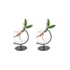 2x Balsamapfel - Clusia im Victoria-Glas - ↕ 10 cm - Ø 5 cm