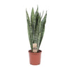 Bogenhanf – Sansevieria zeylanica
