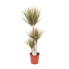 Drachenbaum ‚Bicolor' – Dracaena marginata