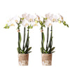 2x Nachtfalterorchidee weiß – Phalaenopsis Orchidee – Amabilis – ↕ ca. 35–45 cm – Ø 9 cm – COMBI DEAL