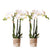 2x Nachtfalterorchidee weiß – Phalaenopsis Orchidee – Amabilis – ↕ ca. 35–45 cm – Ø 9 cm – COMBI DEAL