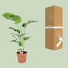 Strelitzia Nicolai - ↕ 90 cm - Ø 21 cm