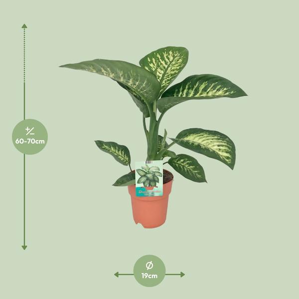 Dieffenbachie – Dieffenbachia Seguine Tropic Snow – ↕ 70 cm – Ø 19 cm