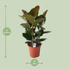 Gummibaum - Ficus Elastica Robusta - ↕ 80 cm - Ø 27 cm