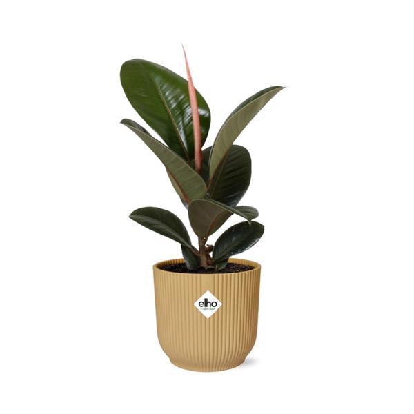 Gummibaum - Ficus Elastica Robusta - ↕ 59 cm - Ø 14 cm | ELHO Vibes Fold Übertopf gelb