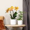 Nachtfalterorchidee - KOMBI ANGEBOT von 2 orangenen Phalaenopsis-Orchideen - ↕ 40 cm - Ø 12 cm