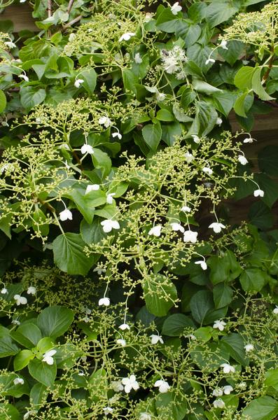 3x Kletterhortensie – Hydrangea petiolaris – ↕ 65 cm – Ø 15 cm