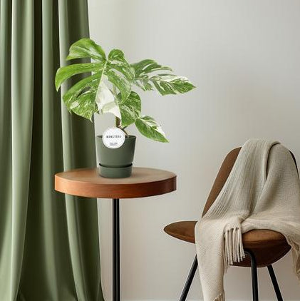 Fensterblatt - Monstera Deliciosa Variegata - ↕ 45 cm - Ø 15 cm