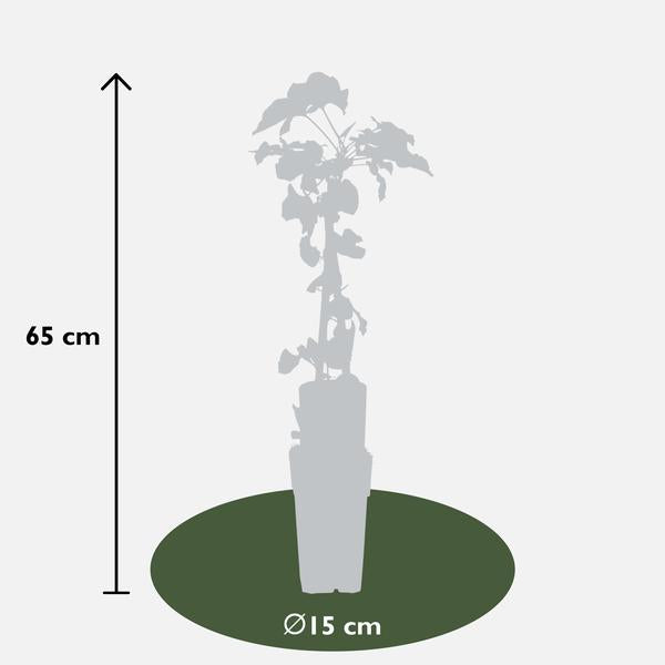 4x Schlingknöterich – Fallopia baldschuanica – ↕ 65 cm – Ø 15 cm
